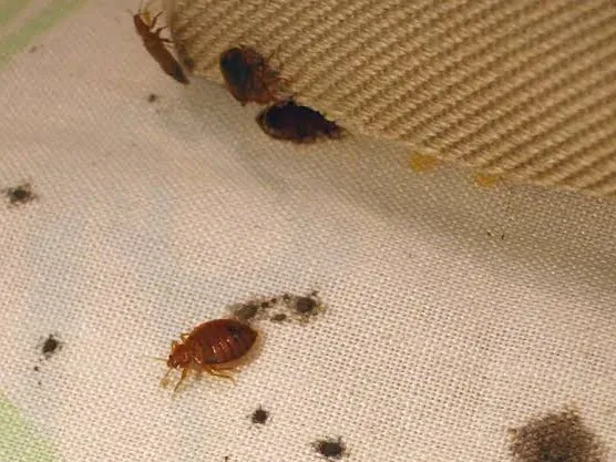 Chinches de cama y sus manchas de excremento sobre la tela de un colchón