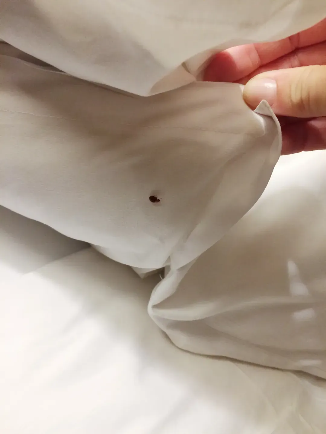 Chinche de cama vista de cerca, plaga que Fumicin elimina en casas y hoteles