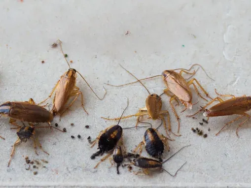 Cucarachas alemanas adultas y ninfas con su excremento, la plaga de cocina que Fumicin elimina en San Luis Potosí