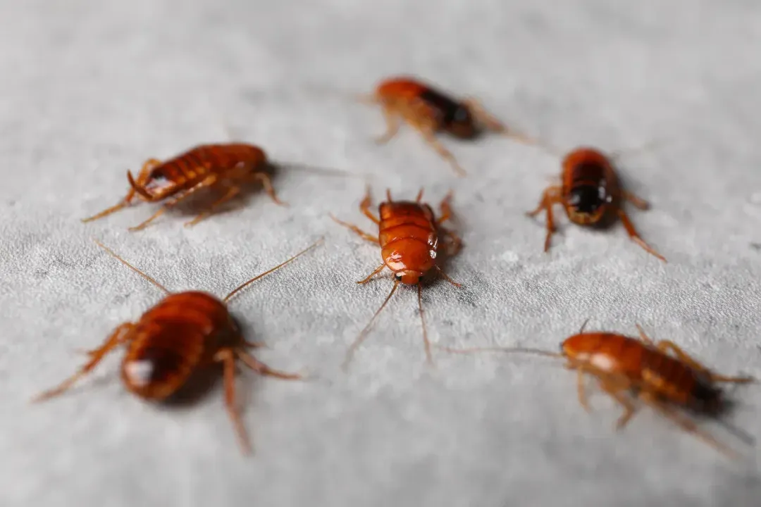 Cucarachas en la cocina de una casa, la plaga que Fumicin elimina en San Luis Potosí