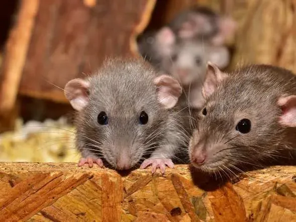 Dos ratas asomándose entre tablas de madera, la plaga que Fumicin controla con cebaderas y trampas