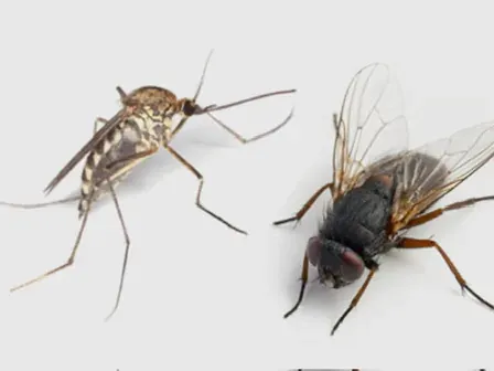 Un zancudo y una mosca vistos de cerca, las dos plagas voladoras que trata Fumicin