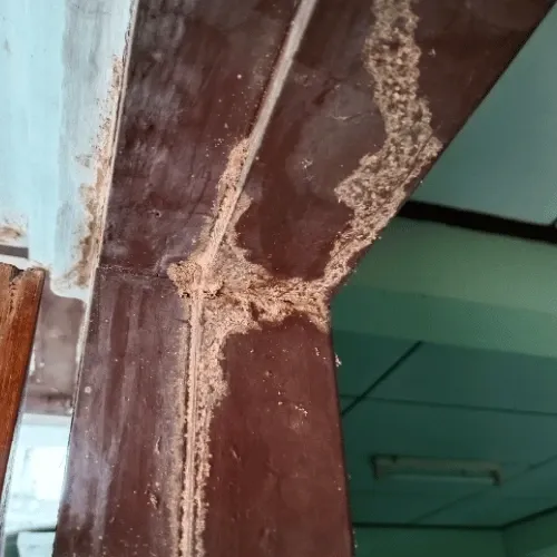 Túneles de termita sobre una viga de madera en un inmueble de San Luis Potosí